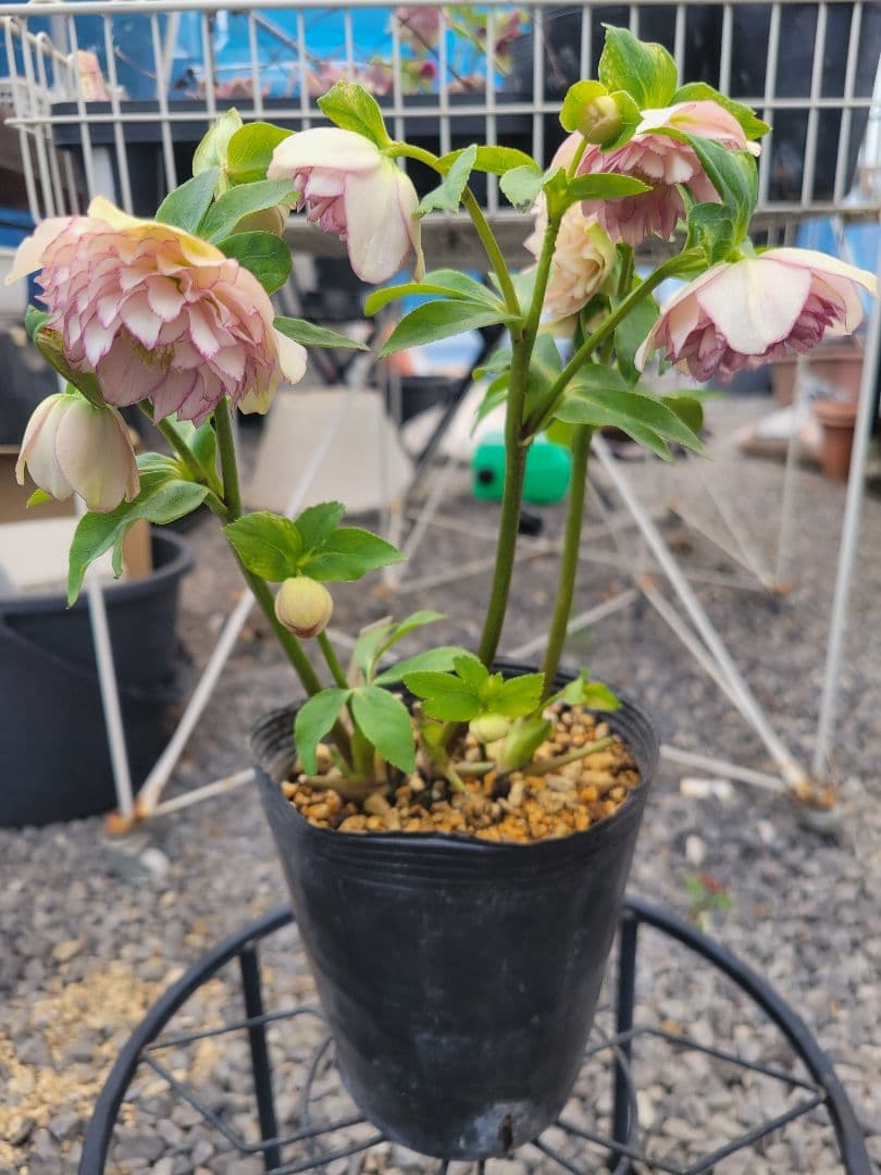 加藤農園　超多弁交配　クリスマスローズ