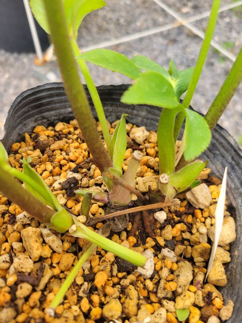 加藤農園　超多弁交配　クリスマスローズ