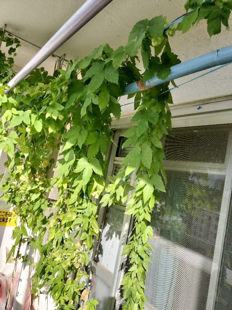 ※ 準備中※ ホップの苗 CTZ（ゼウス）