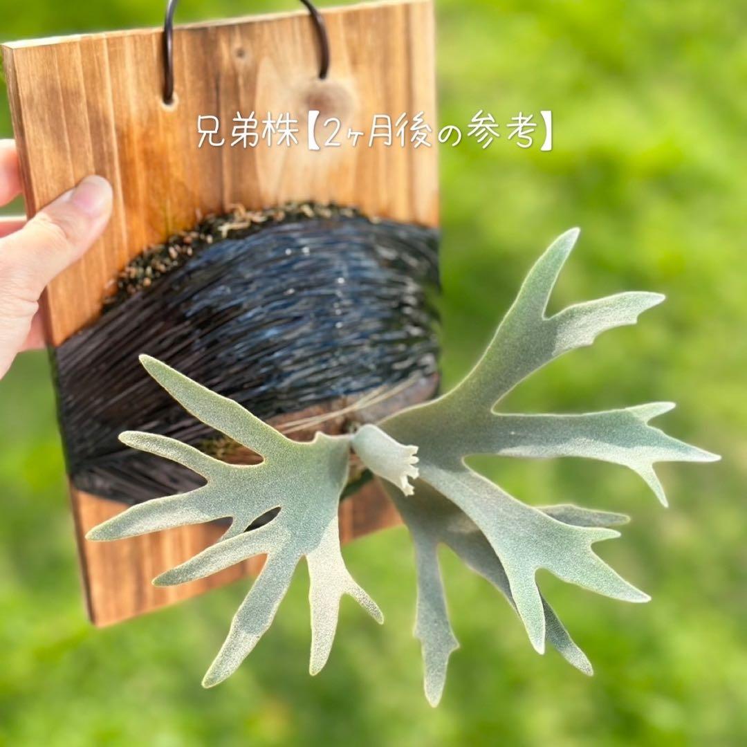 メルカリ便！！P. willinckii ’Jenny’ TC　2844