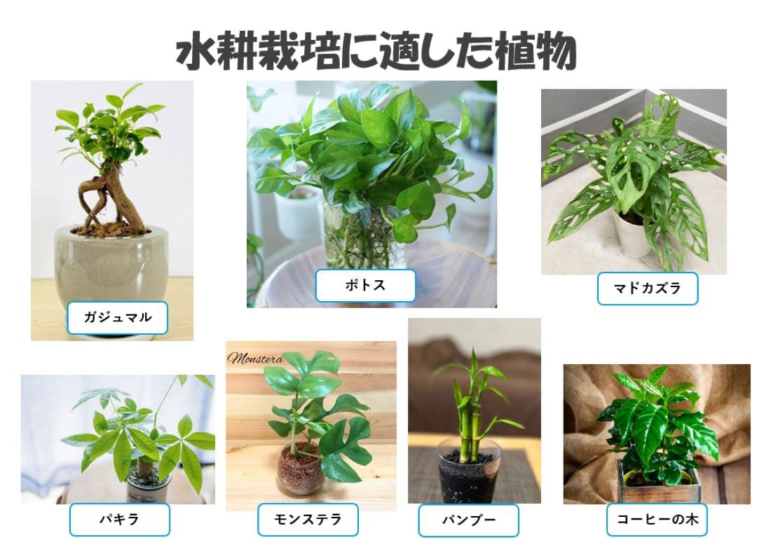 【格安】上部濾過アクアリウム水槽　アクアポニックス（観葉植物）仕様