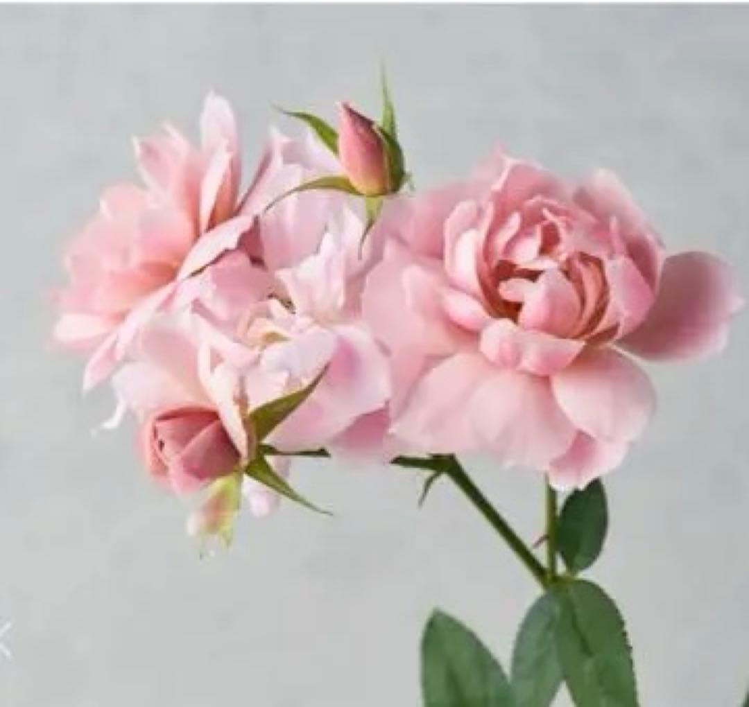 5苗　専用　和バラ　バラ苗