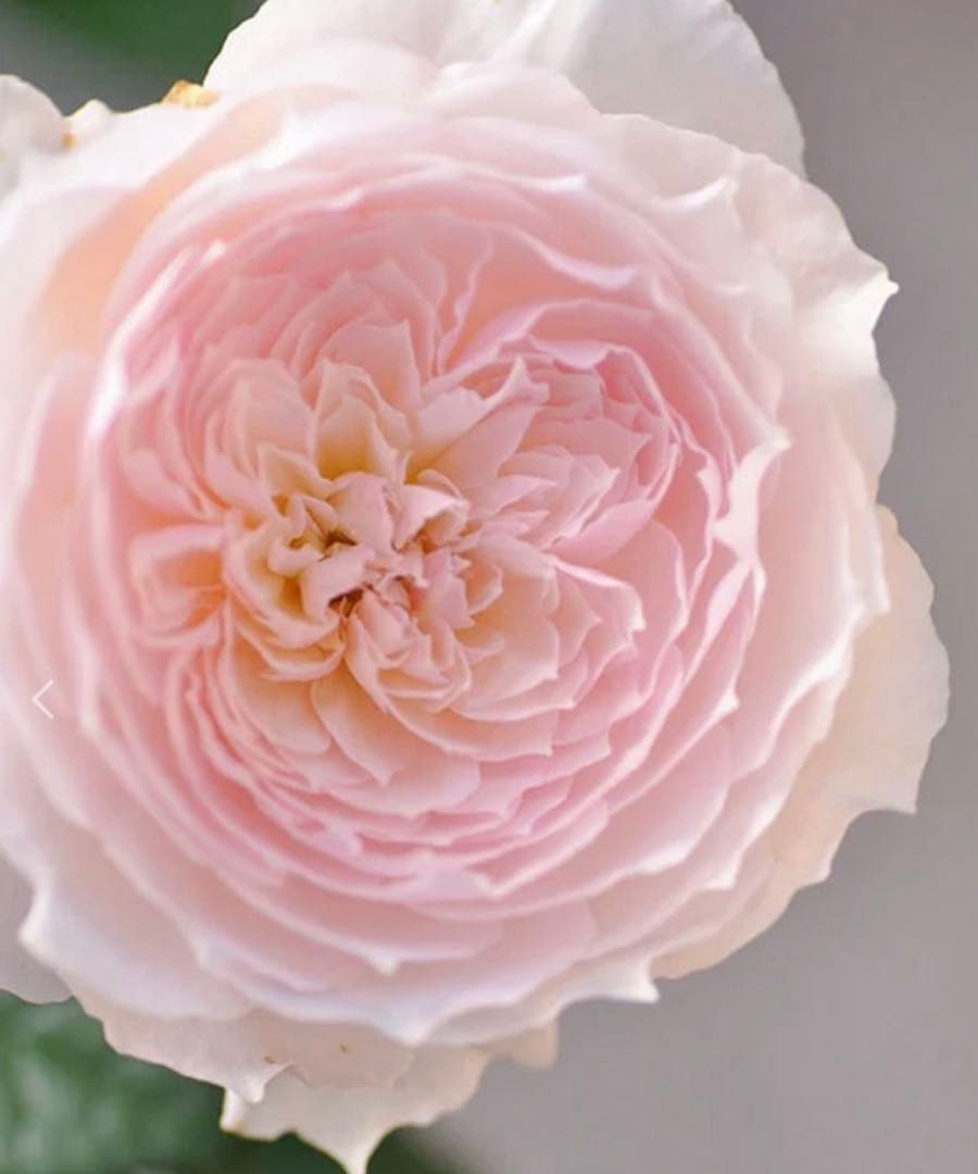 5苗　専用　和バラ　バラ苗