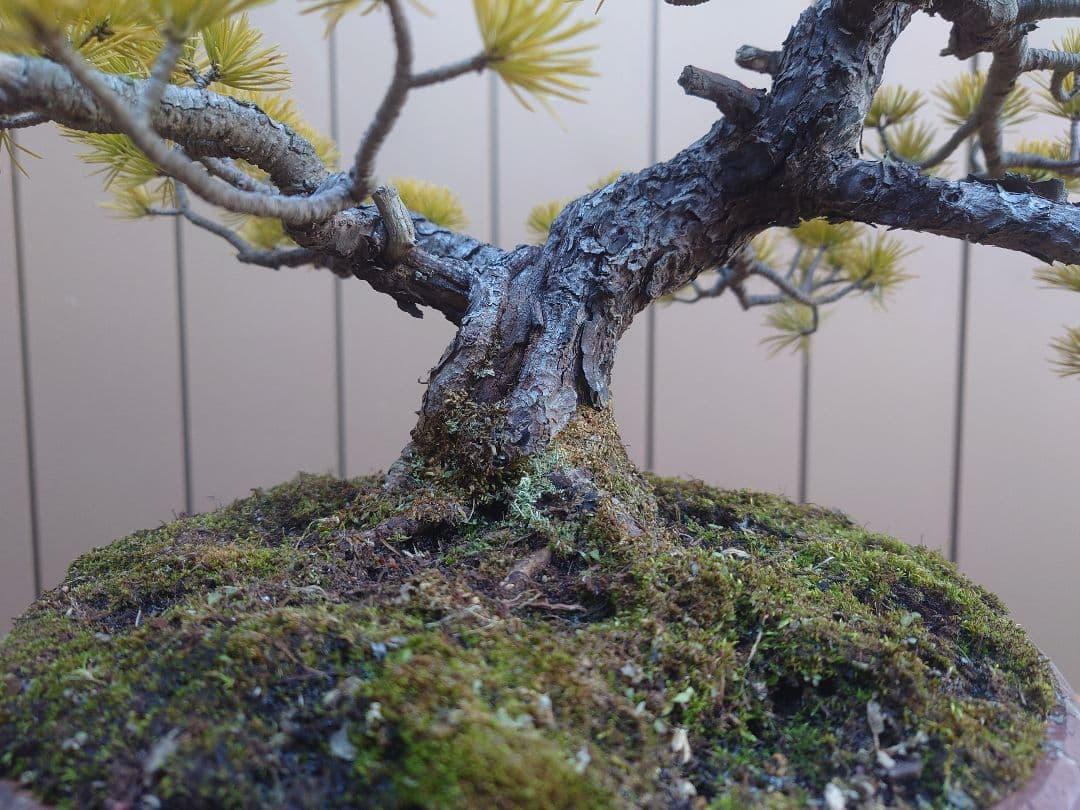 盆栽　五葉松　樹高38cm