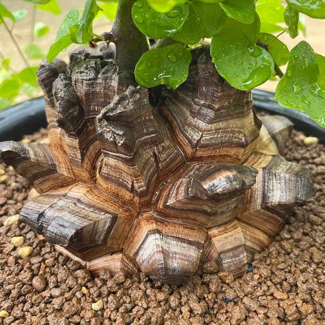 亀甲竜　7号鉢　希少　塊根植物