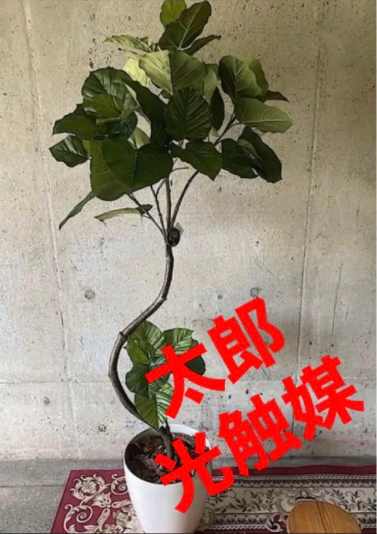 光触媒　人工観葉植物　ウォールグリーン　フェイクグリーン　ウンベラータ166a