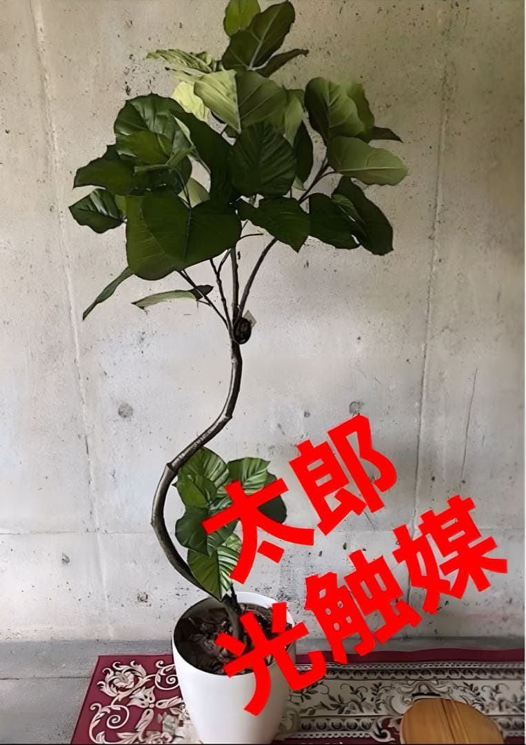 光触媒　人工観葉植物　ウォールグリーン　フェイクグリーン　ウンベラータ166a