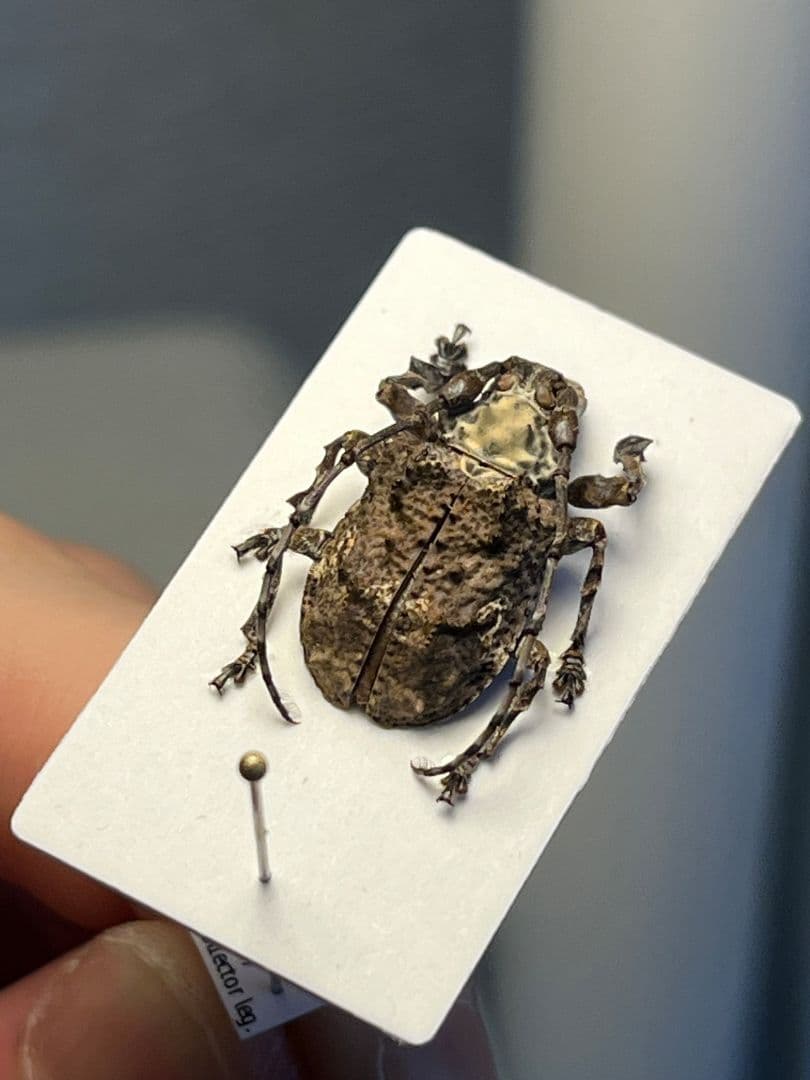 【毒刺甲虫】サソリカミキリ 昆虫標本 Onychocerus ウスバカミキリ