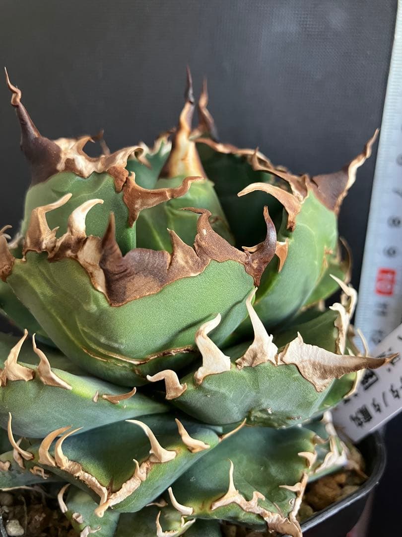 アガべチタノタ 魔丸【上澳園芸】子株付【ボール型・極太幅広短葉・極太鋸歯】