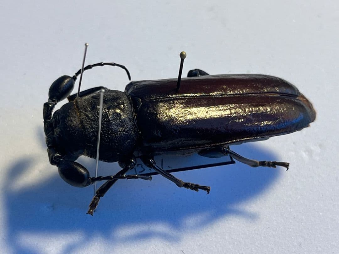【一属一種】Bolbotritus bainesiウスバカミキリ 昆虫標本