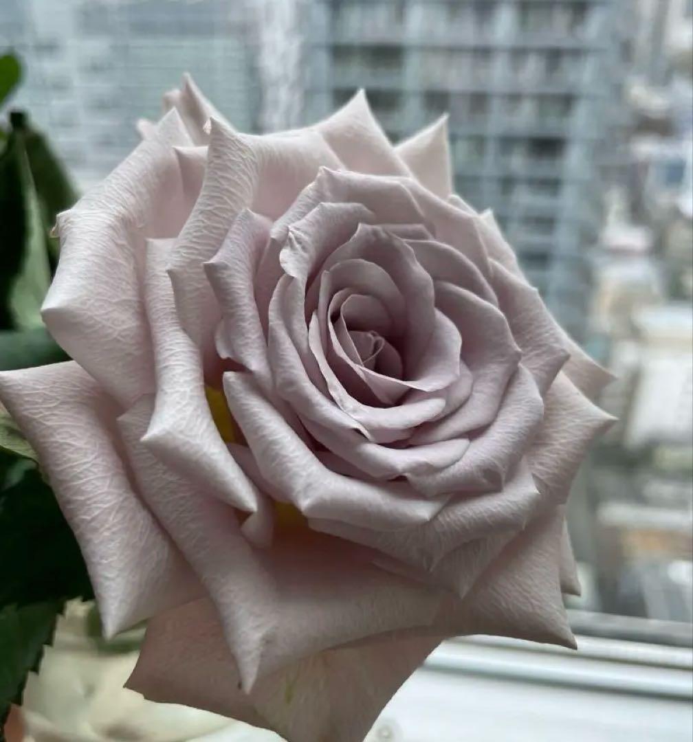 セール！ラスト❣️激レア！超強香超強健！アンテック風のバラ苗　二年生株　切り花品種