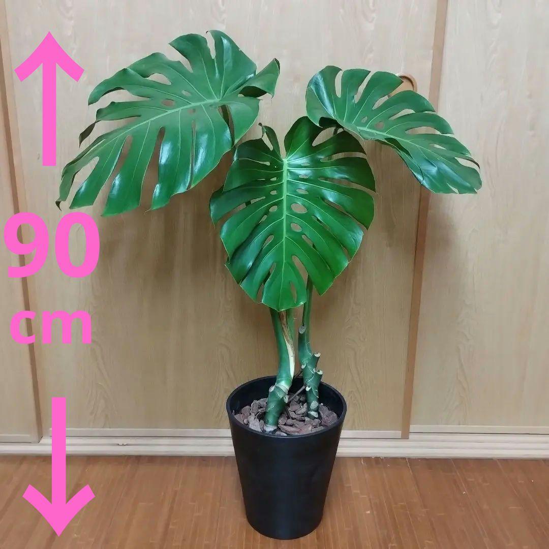 モンステラ 観葉植物 大きな葉　8号鉢