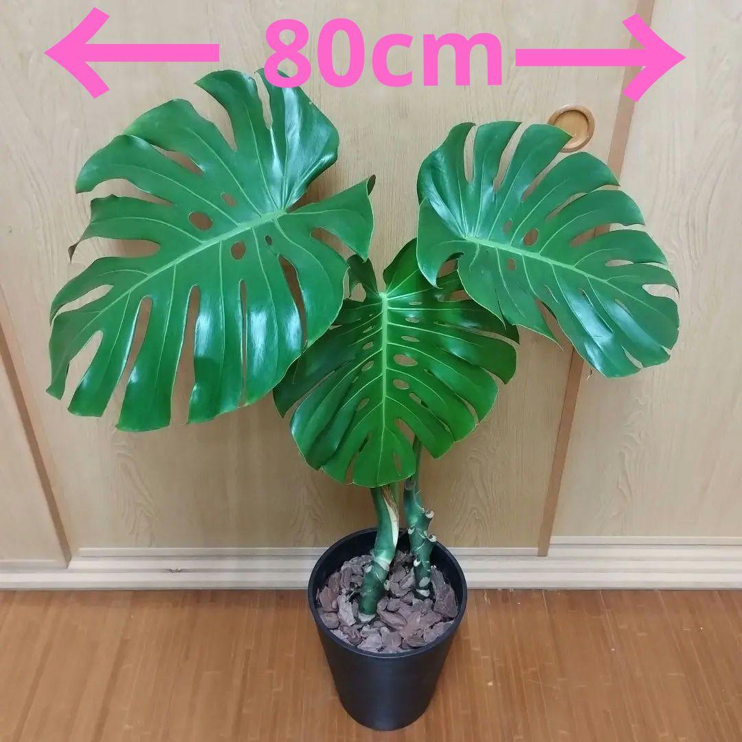 モンステラ 観葉植物 大きな葉　8号鉢