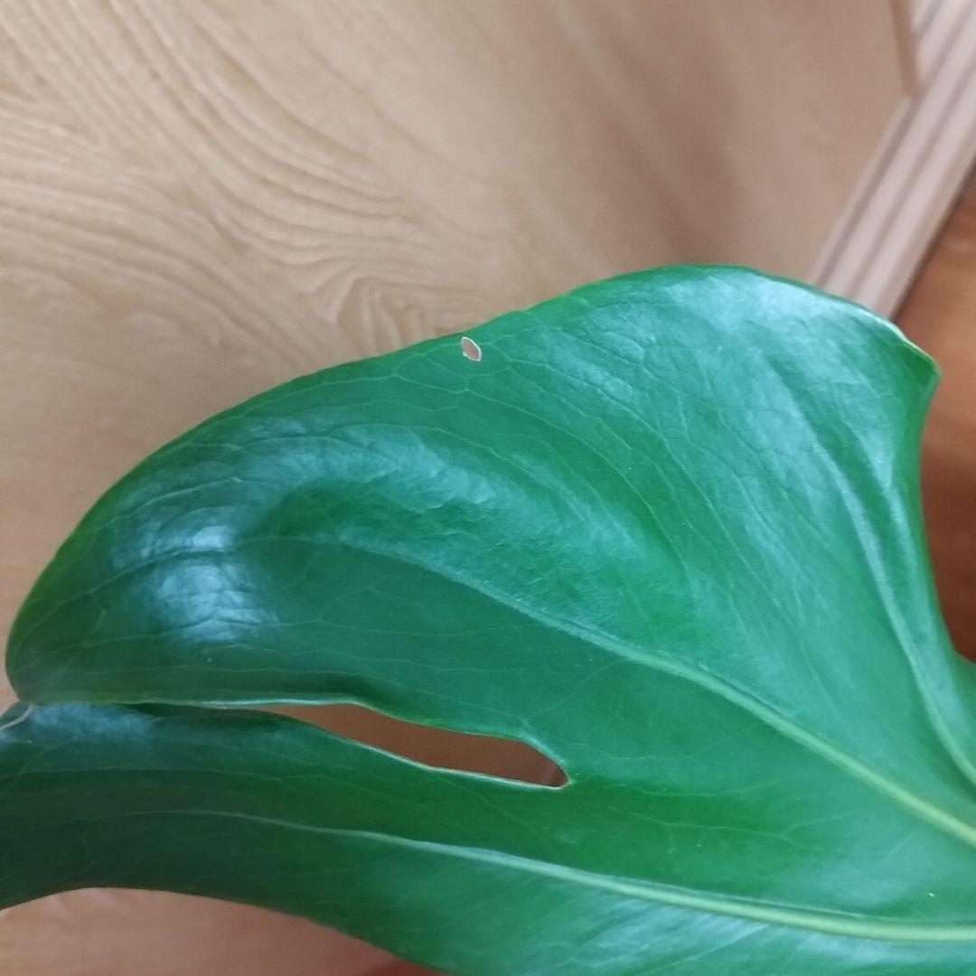 モンステラ 観葉植物 大きな葉　8号鉢