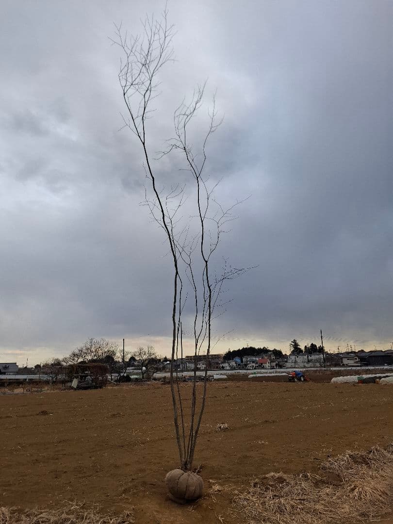 アオハダ 株立 ――アオダモ モミジ カエデ 山彩り ――