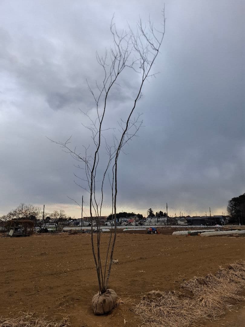 アオハダ 株立 ――アオダモ モミジ カエデ 山彩り ――