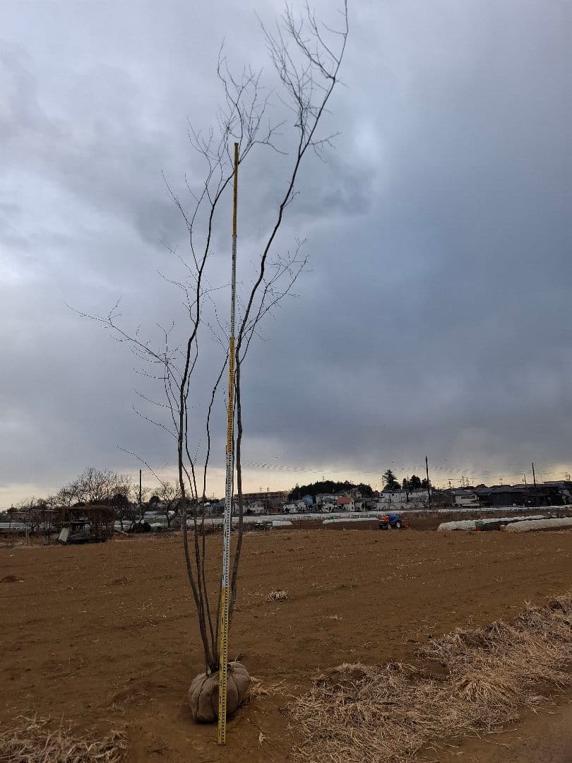 アオハダ 株立 ――アオダモ モミジ カエデ 山彩り ――