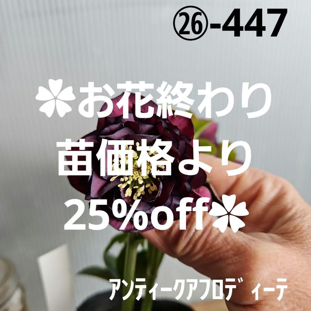 ㉖-447クリスマスローズ