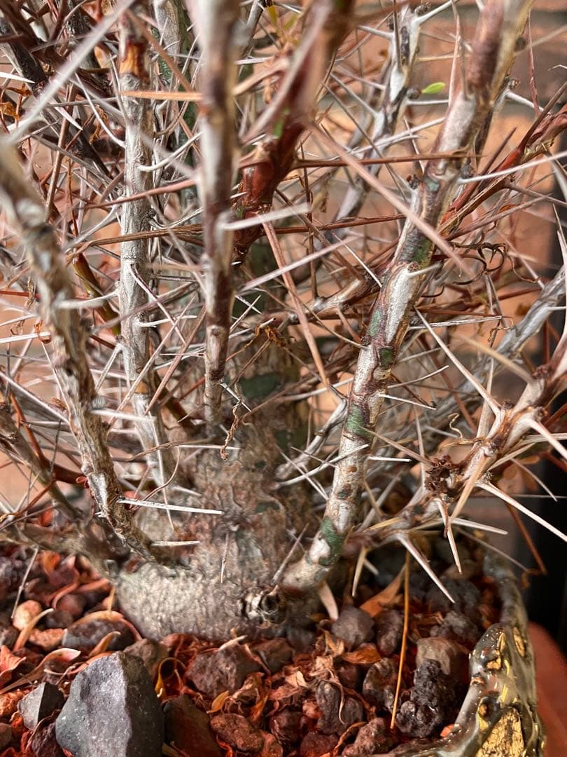 フォークイエリア　プルプシー　阪本健