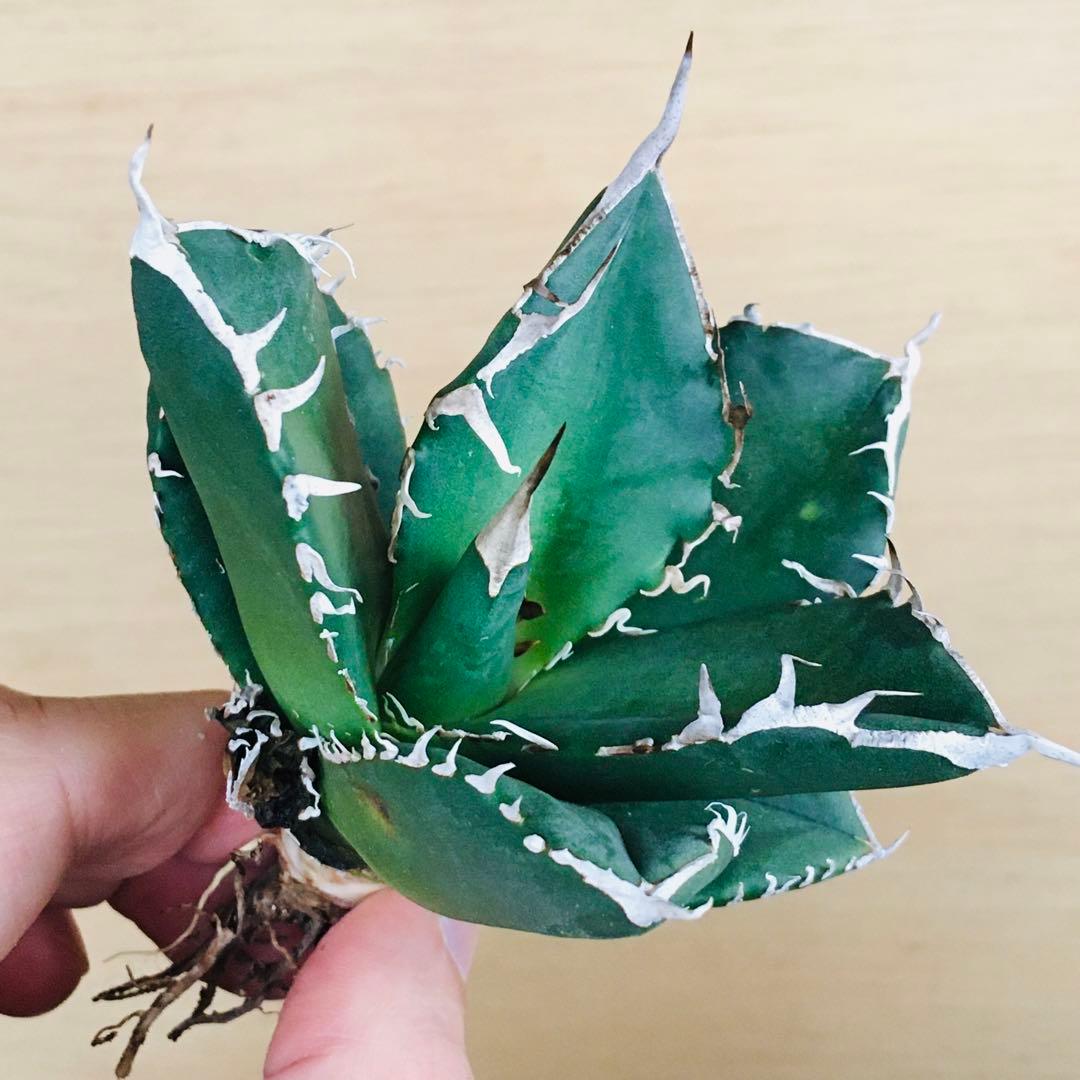 4-8 SAD 南アフリカダイヤモンド TC株 アガベ チタノタ