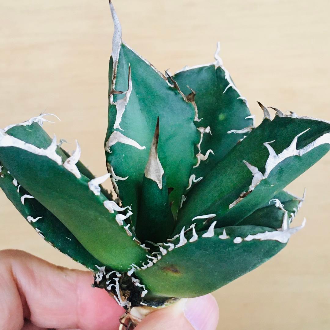 4-8 SAD 南アフリカダイヤモンド TC株 アガベ チタノタ