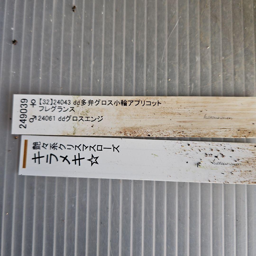 謙信様ご購入苗㉖-47㉖-52㉖-90クリスマスローズ