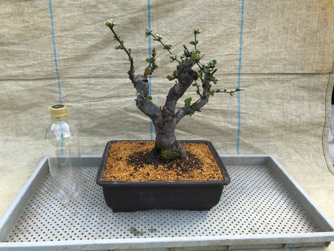 木瓜(ボケ)・放春花　日月星　角鉢(咲分け保証品)②