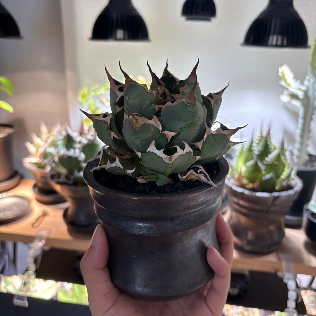 アガベ　チタノタ　姫厳龍　親株出品　子株つき　コレクション　ボールタイプ