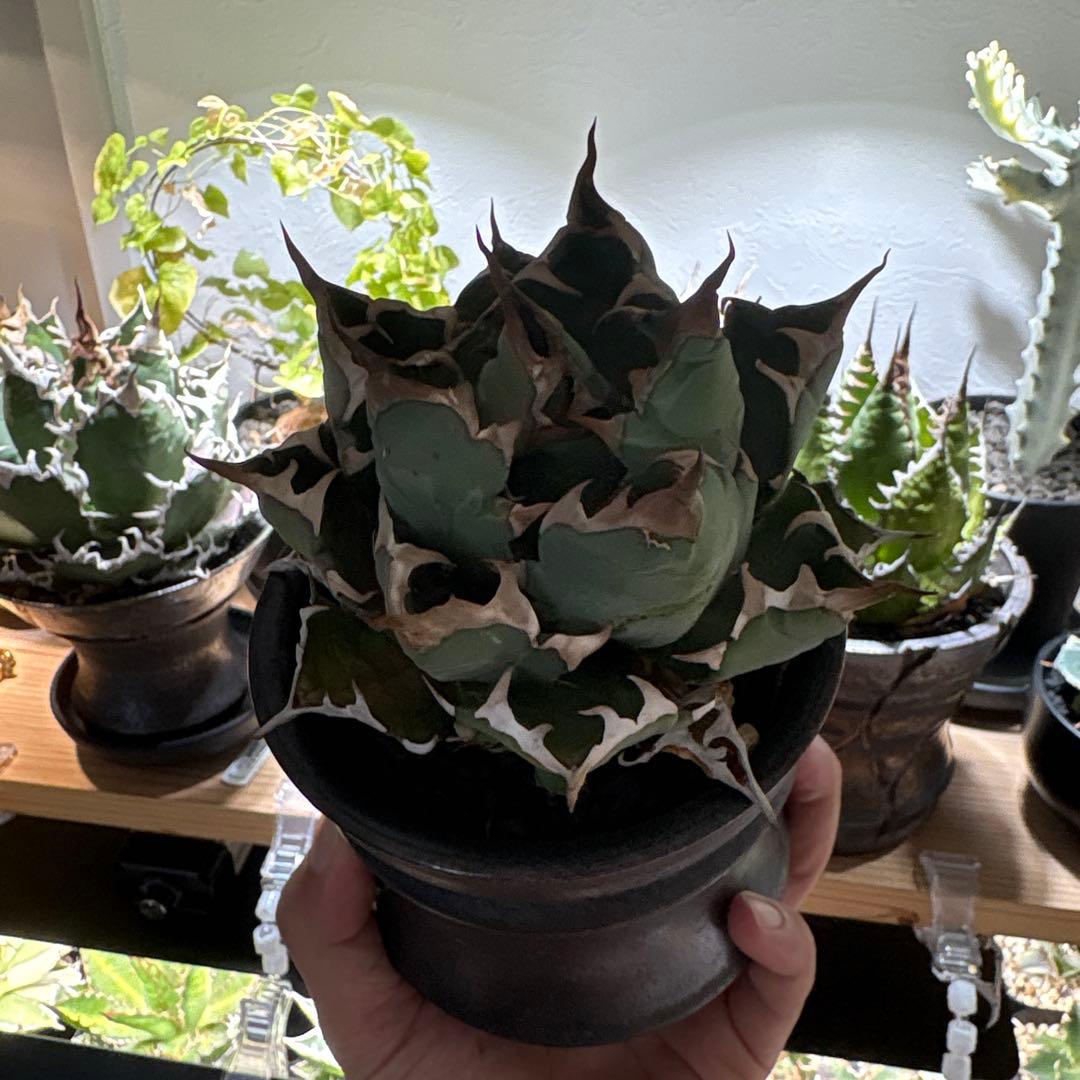 アガベ　チタノタ　姫厳龍　親株出品　子株つき　コレクション　ボールタイプ