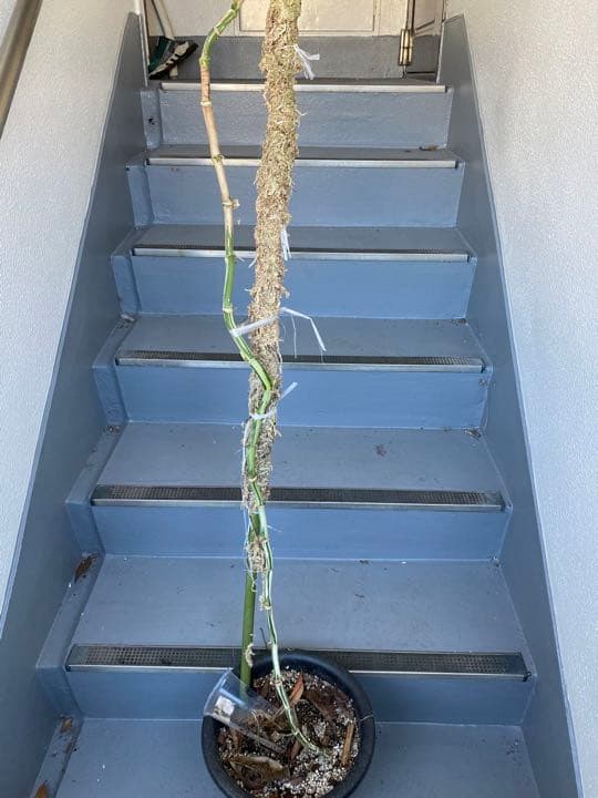 マドカズラ斑入り30節　新芽いっぱい