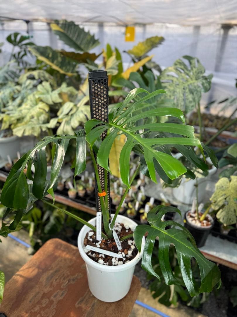 モンステラ・デリシオーサ・アラブフォーム \