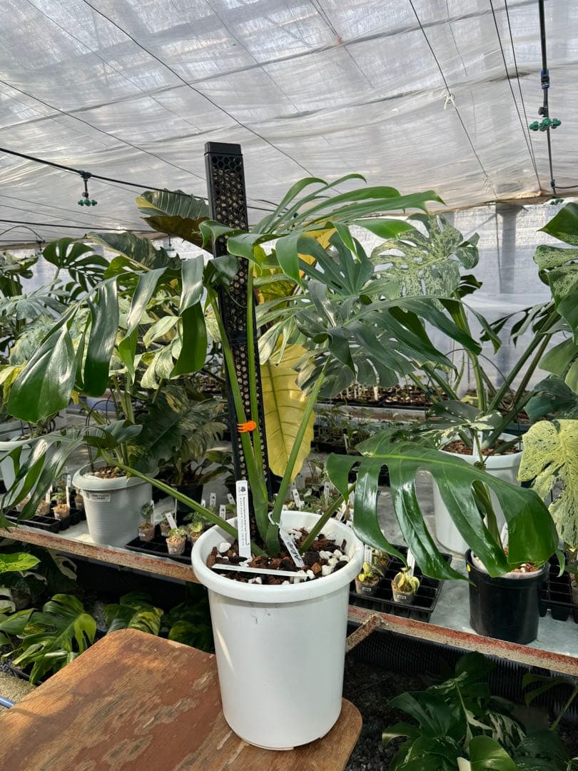 モンステラ・デリシオーサ・アラブフォーム \"エロンガータエ\" イーロンガーター