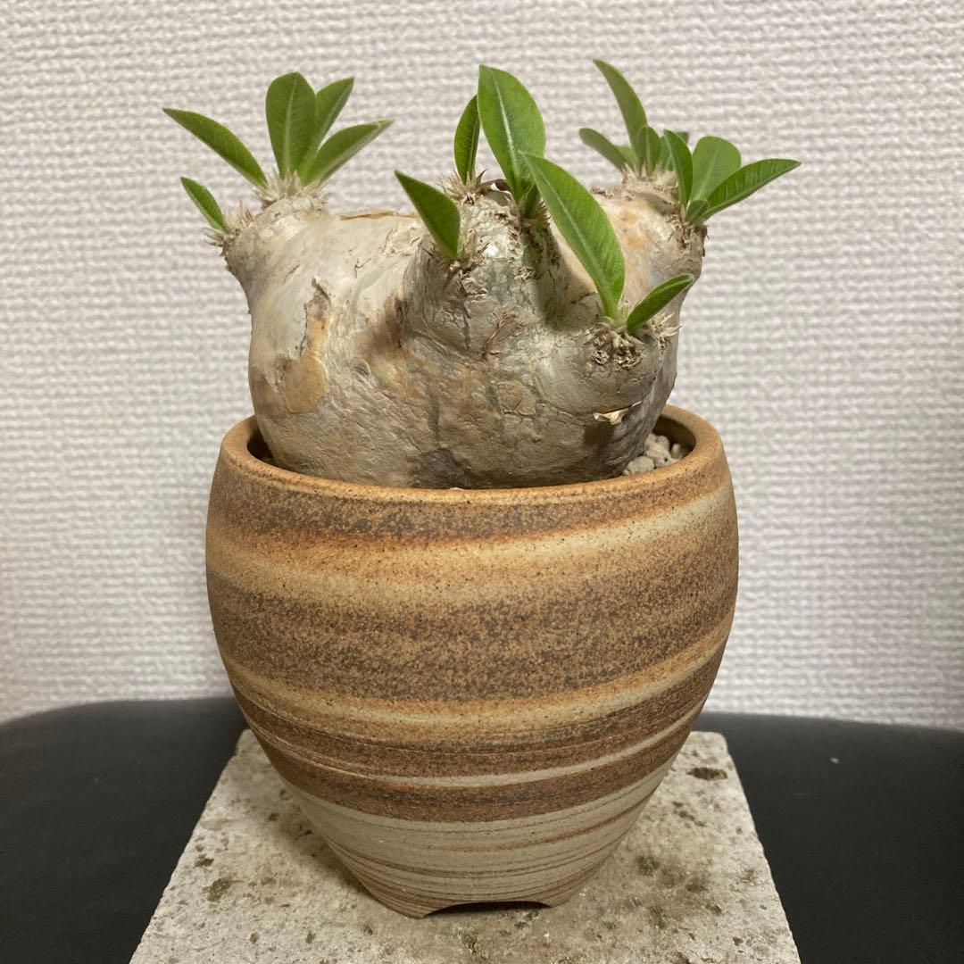 冬の値下げ❕パキポディウム　ブレビカウレ　恵比寿笑　鉢付き