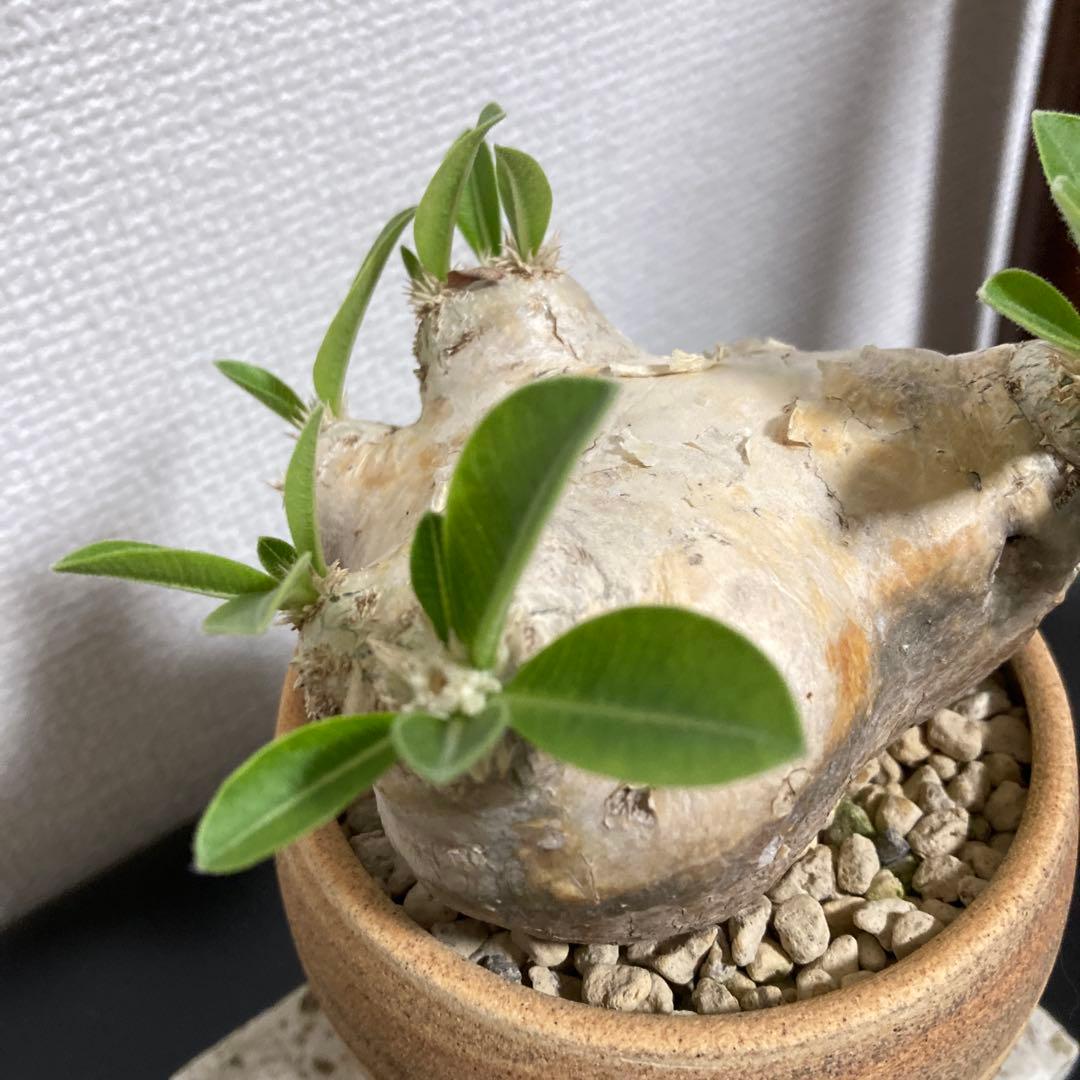 冬の値下げ❕パキポディウム　ブレビカウレ　恵比寿笑　鉢付き