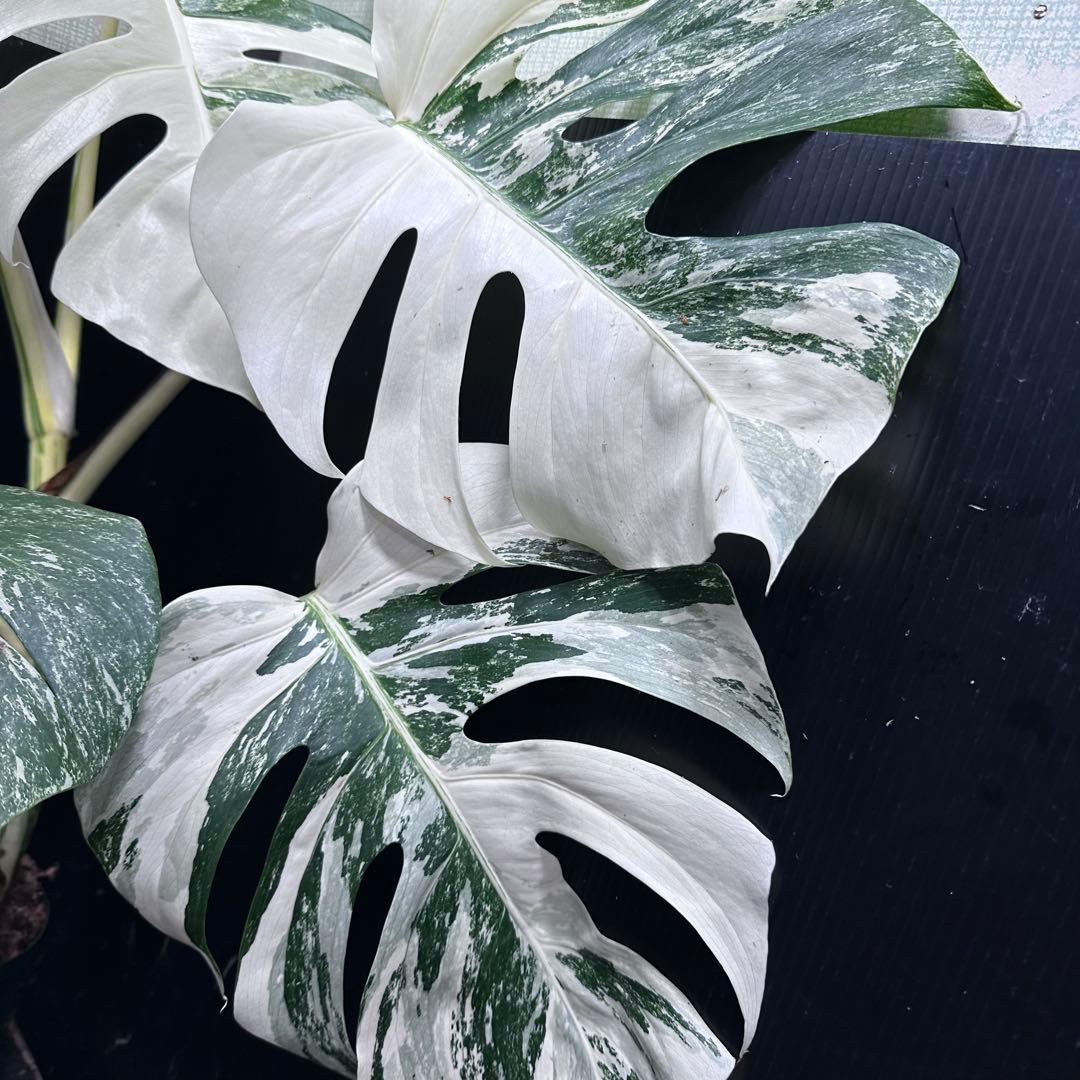 斑入りモンステラ ホワイトタイガー極美大株76cm白斑多