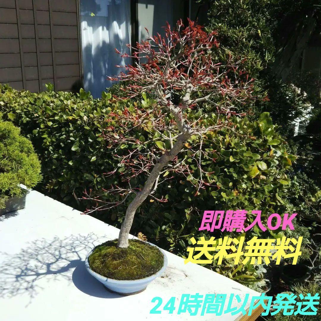 紅葉盆栽 鉢ごと発送 もみじ一鉢 実生25年 文人 盆栽 送料無料 BONSAI