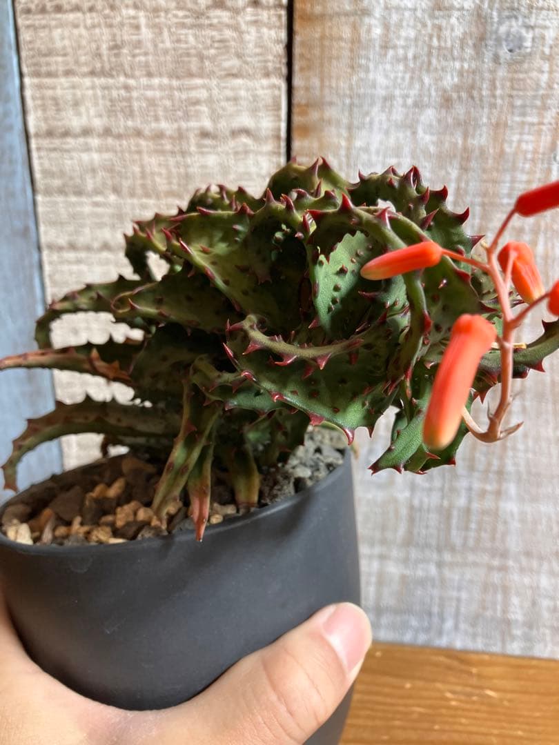 お値下げ　アロエ カスティロニアエ親株　良型