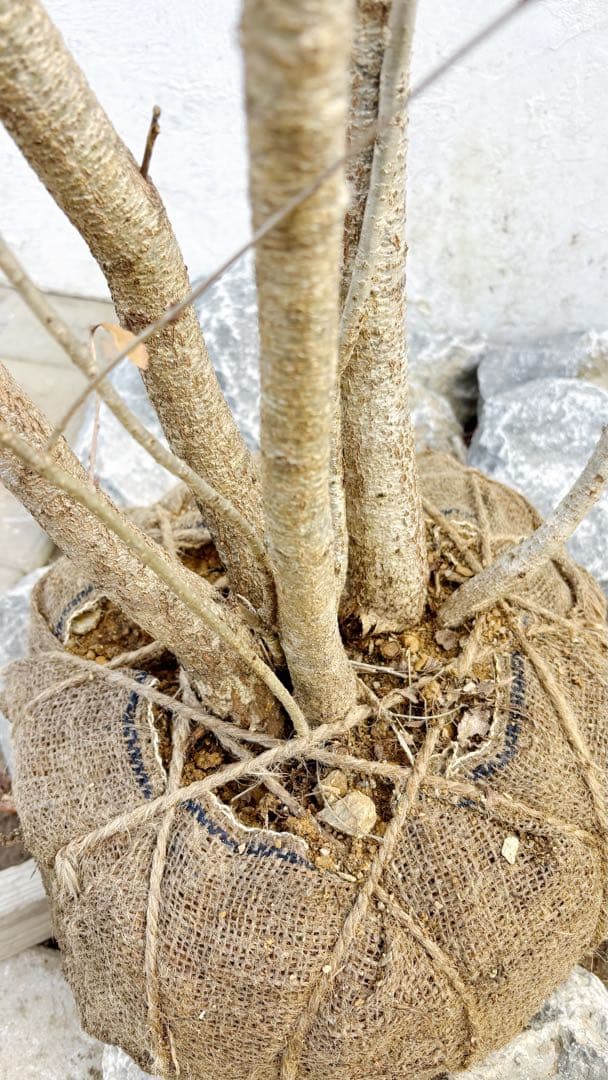 希少。銀幹 山採りコナラ株立ち3.4M(鉢底から)