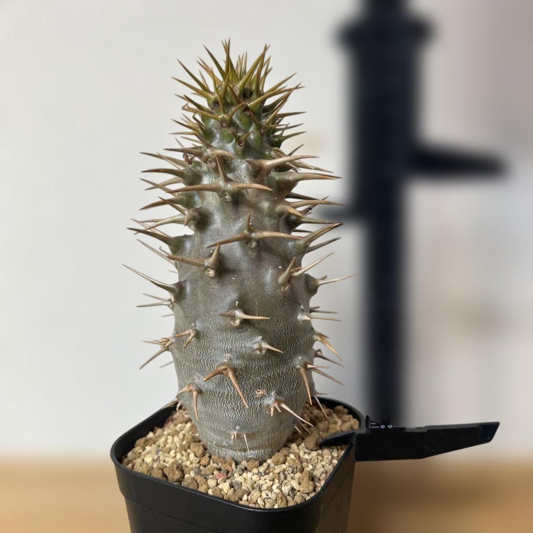 実生苗　パキポディウム アンボンゲンセ