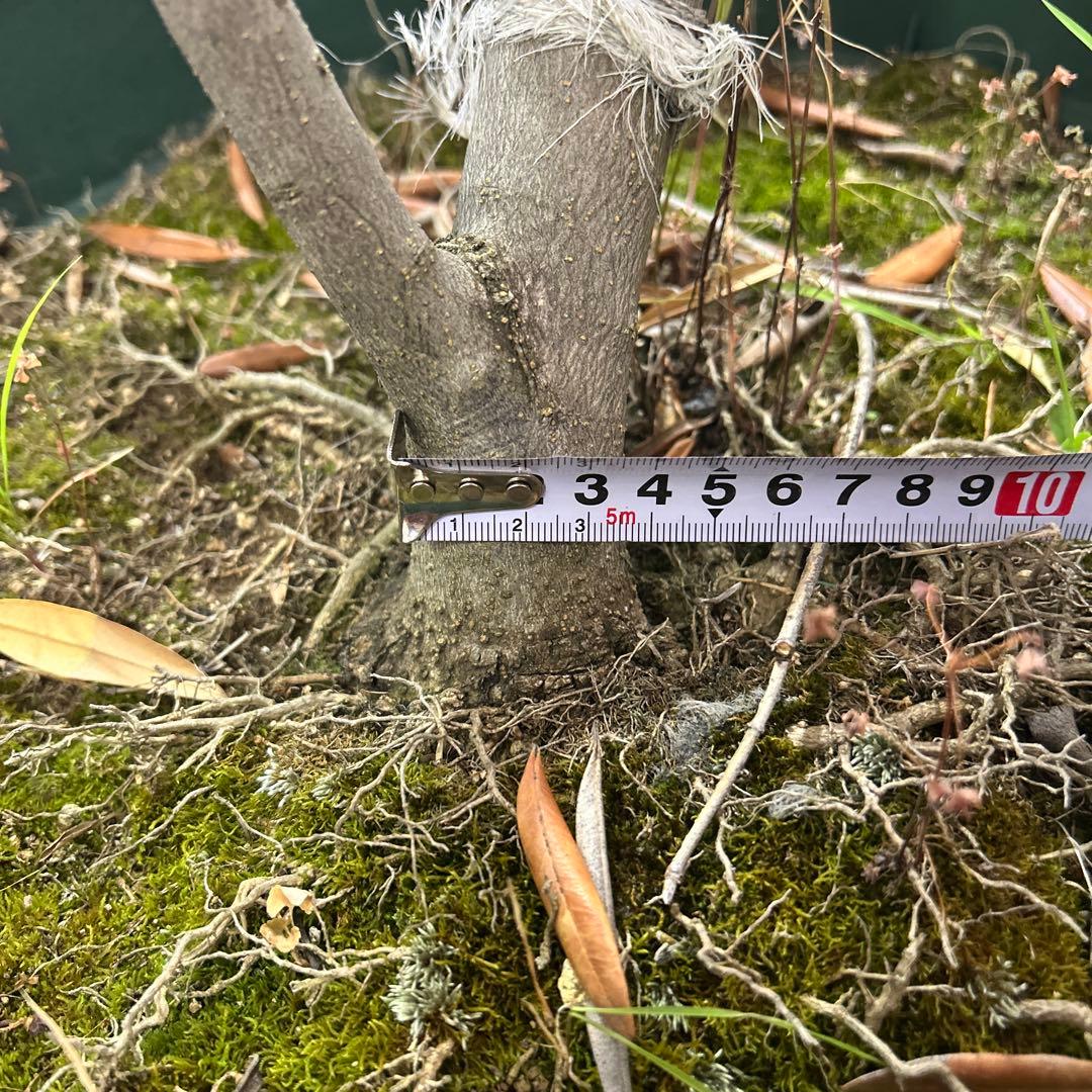 6328【戸塚区引取り、地域限定配送】実付き☆2.65m オリーブアルベキーナ？