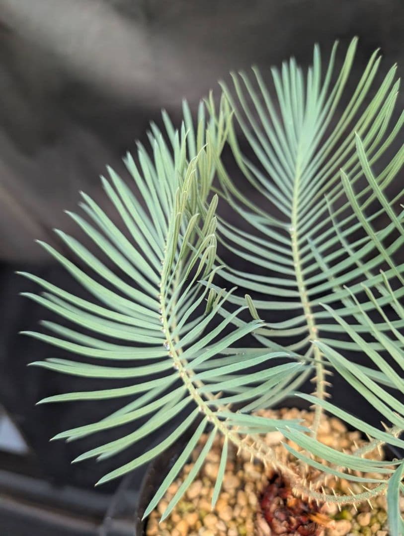 決算創業祭 お買い得 サイカスカイルンシアナ ウネリ葉 貴重 レア