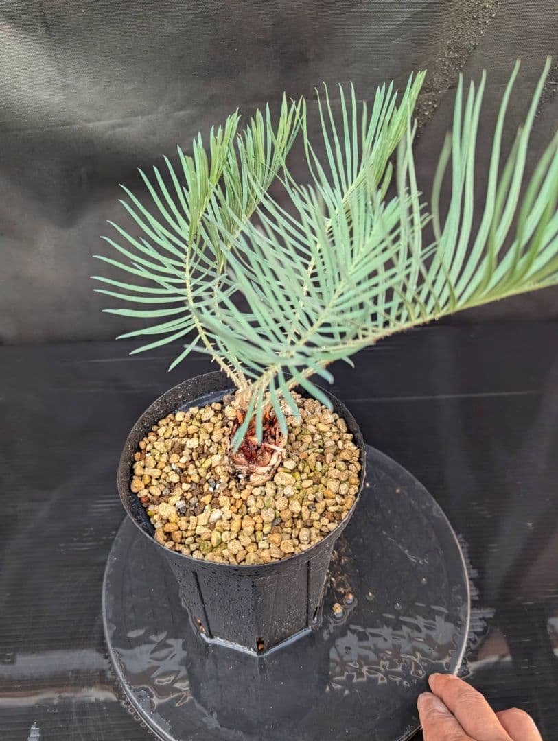 決算創業祭 お買い得 サイカスカイルンシアナ ウネリ葉 貴重 レア