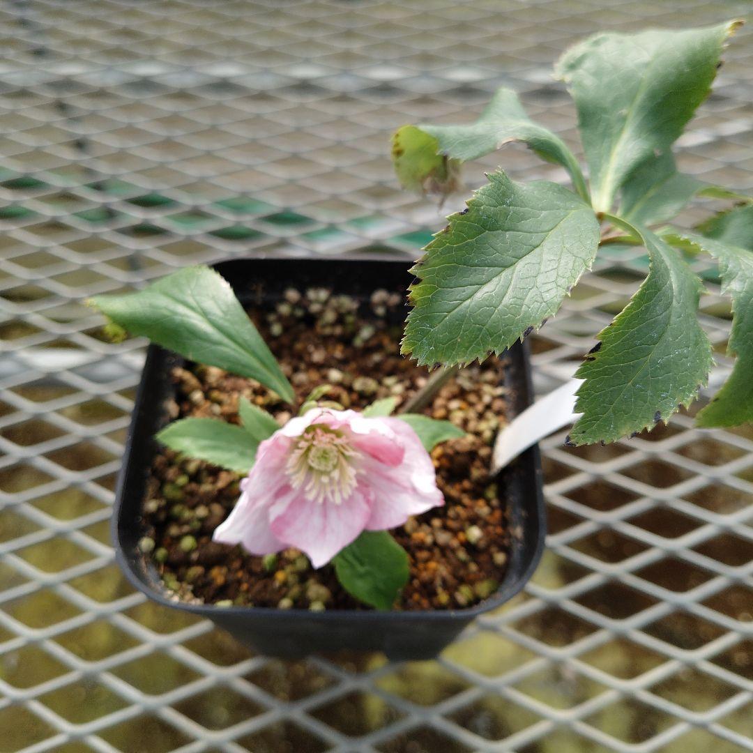 ま*い様 クリスマスローズ　チベタヌス交配