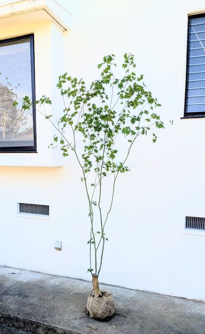 ふく様。特大天然コハウチワカエデ。