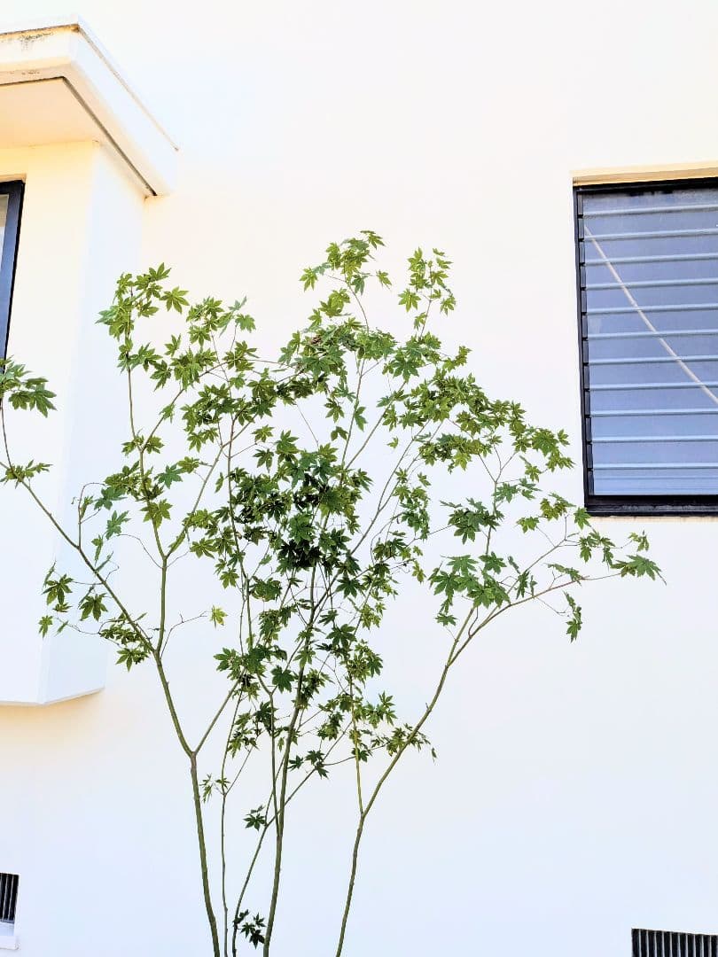 ふく様。特大天然コハウチワカエデ。