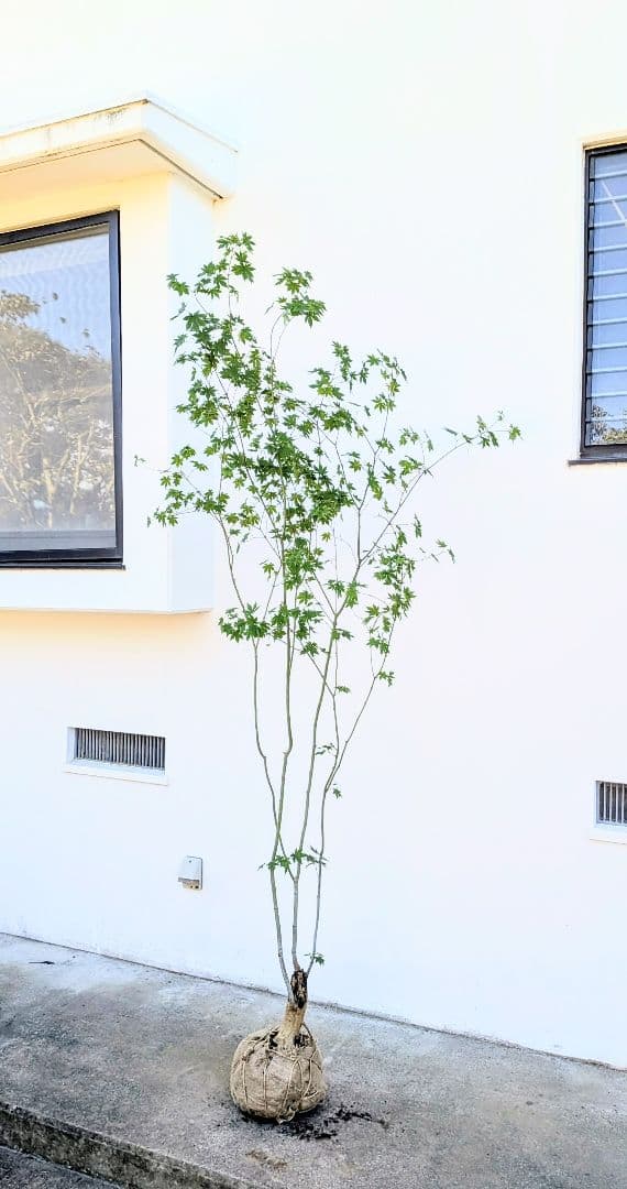 ふく様。特大天然コハウチワカエデ。