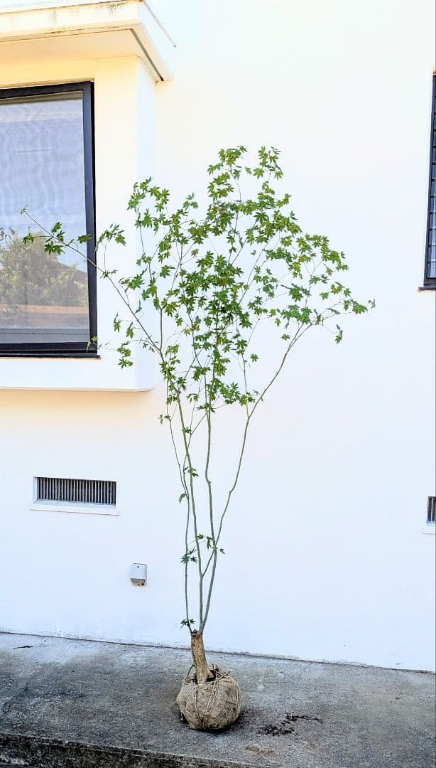 ふく様。特大天然コハウチワカエデ。