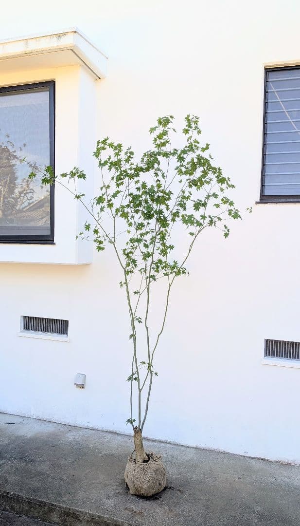 ふく様。特大天然コハウチワカエデ。