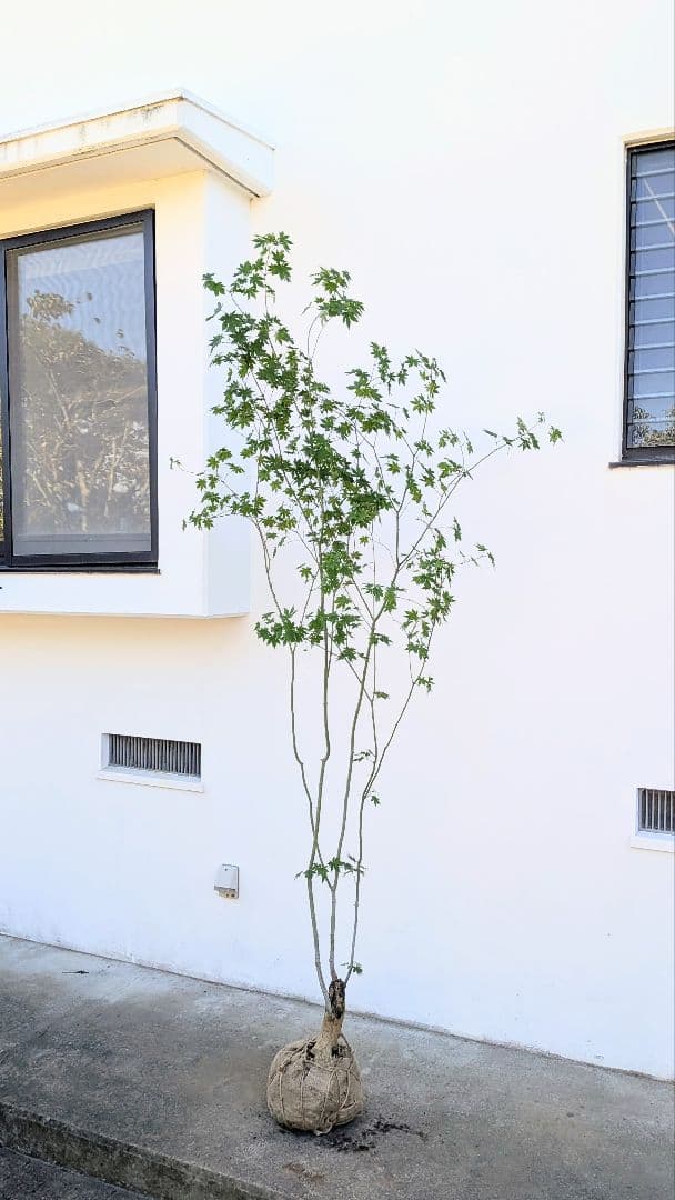 ふく様。特大天然コハウチワカエデ。