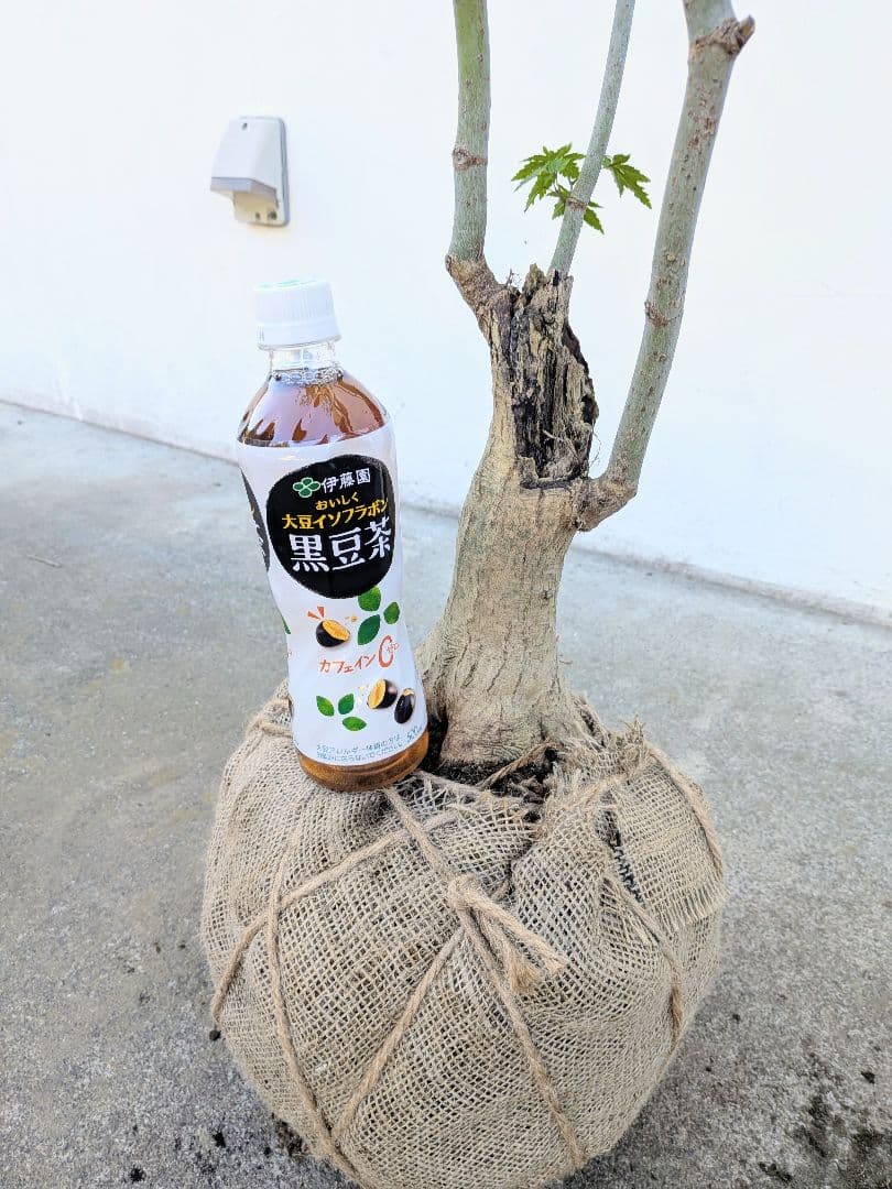 ふく様。特大天然コハウチワカエデ。